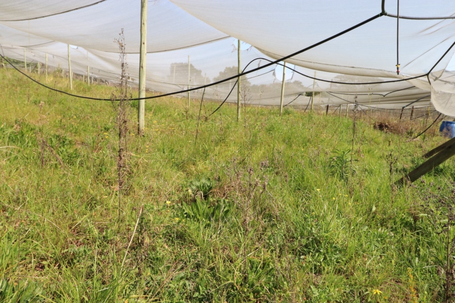 Commercial Property for Sale in Chelsea Eastern Cape